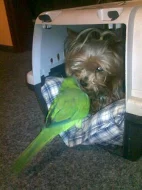 Mníšek šedý