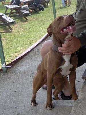 prodej Amerického pitbullteriéra