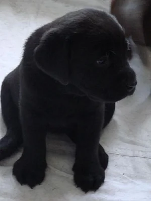 Prodám štěňata labradorského retrievra