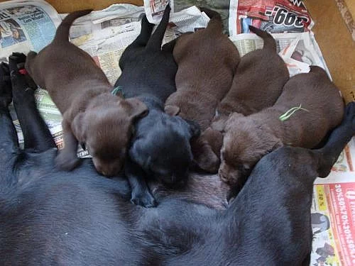 Prodám štěňata labradorského retrievra