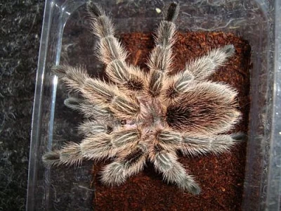 sklípkan GRAMMOSTOLA ROSEA