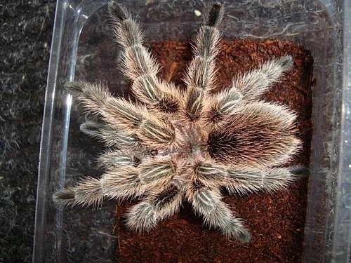 sklípkan GRAMMOSTOLA ROSEA