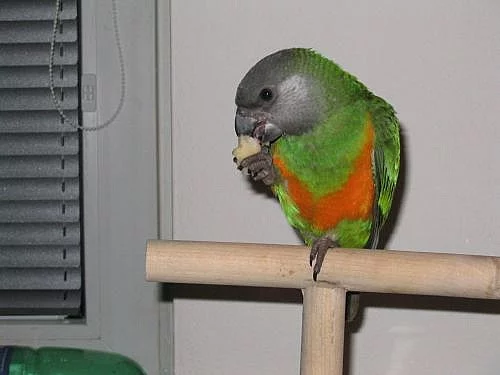 Papoušek senegalský oranžovobřichý,