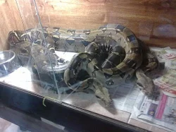 Hroznýš Královský (Boa Constrictor) - mláďata