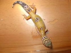 E. macularius