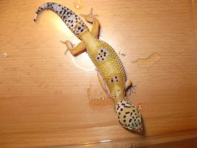 E. macularius
