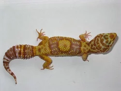 E. macularius