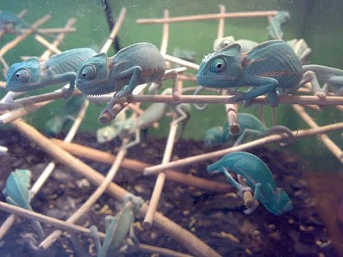 Chameleon jemenský