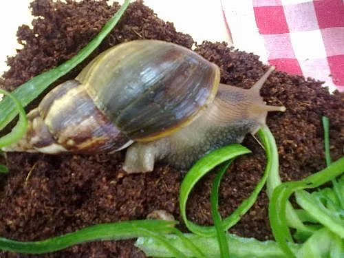 Darujeme mláďata oblovky žravé