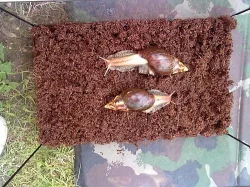 Darujeme mláďata oblovky žravé