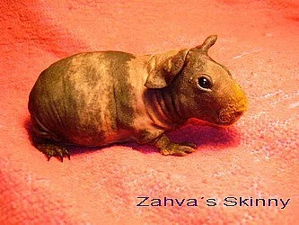 Skiníček