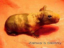 Skiníček