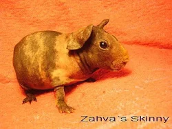 Skiníček