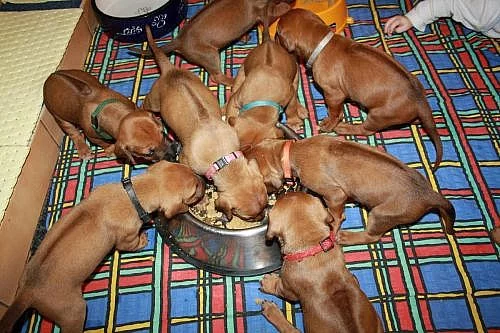 Rhodesian Ridgeback – štěňata s PP