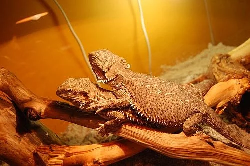 Prodám Agamy vousate 4+Terarium