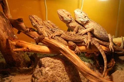 Prodám Agamy vousate 4+Terarium