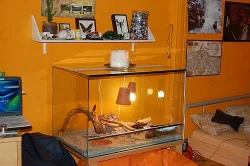 Prodám Agamy vousate 4+Terarium