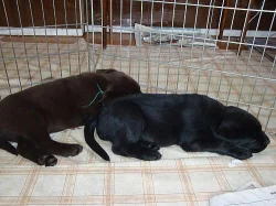 Prodám štěňata labradorského retrievra