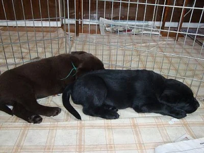 Prodám štěňata labradorského retrievra