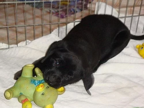 Prodám štěňata labradorského retrievra