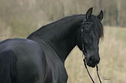 Nabídka ježdění