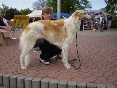 barzoj štěňata zadáme