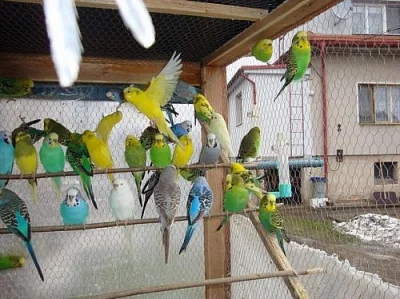  KRÁSNÉ ANDULKY- PŘIPRAVENÉ K CHOVU