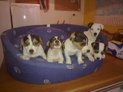 jack russel terier