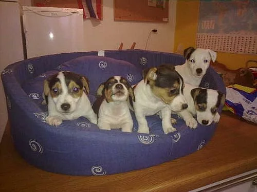 jack russel terier