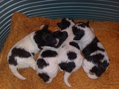 Pudl trpasličí vícebarevný harlekin