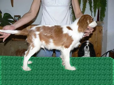 Kavalír King Charles Spaniel