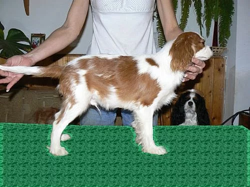 Kavalír King Charles Spaniel