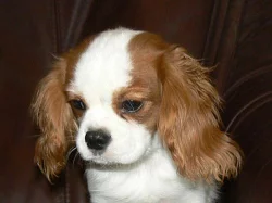 Kavalír King Charles Spaniel