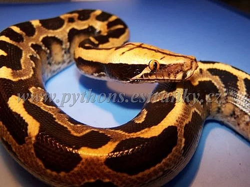 Krajta pestrá, (Python curtus breitensteini)
