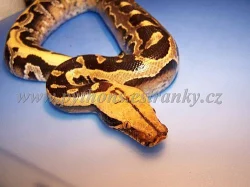 Krajta pestrá, (Python curtus breitensteini)