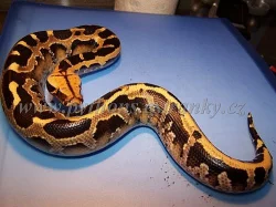 Krajta pestrá, (Python curtus breitensteini)