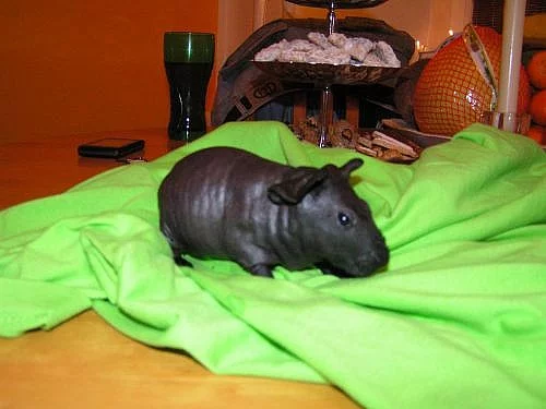 Prodám skinny morčátka s PP