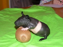 Prodám skinny morčátka s PP