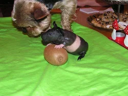 Prodám skinny morčátka s PP