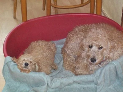 Labradoodle australian gen. F2