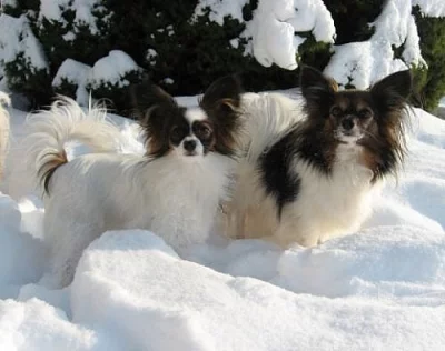 Papillon