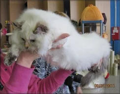kočičky Ragdoll s PP