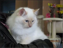kočičky Ragdoll s PP