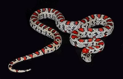 lampropeltis mexicana