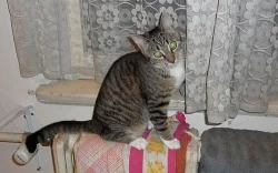Kočička Carmen