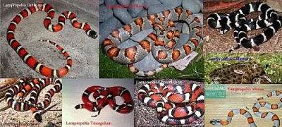 Lampropeltis 