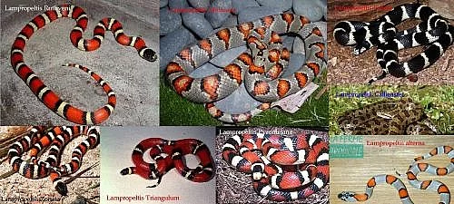 Lampropeltis