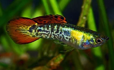 Guppy Galaxy