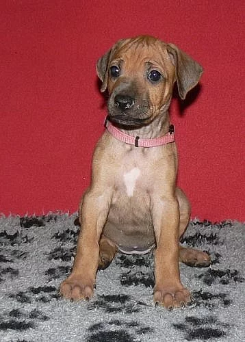 Rhodéský ridgeback -štěňátka s PP