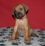 Rhodéský ridgeback -štěňátka s PP
